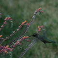 Hummingbird Feeding.jpg