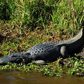 Bayou Gator