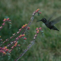Hummingbird Hover.jpg