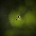 Spider Sunning