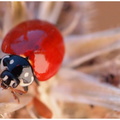 Ladybug Approaching