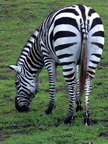 Zebra Grazing 2