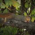Squirrel at Rest