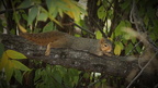 Squirrel at Rest