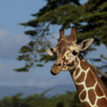 Expressive Giraffe
