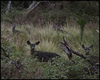 Synchronized Deer