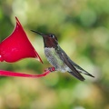 2017_April_Hummingbirds-0001_AK21295.jpg
