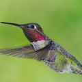 2017 April Hummingbirds-0002 AK21351