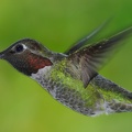 2017 April Hummingbirds-0004 AK21363
