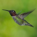 2017 April Hummingbirds-0005 AK21392
