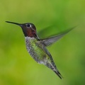 2017_April_Hummingbirds-0006_AK21393.jpg