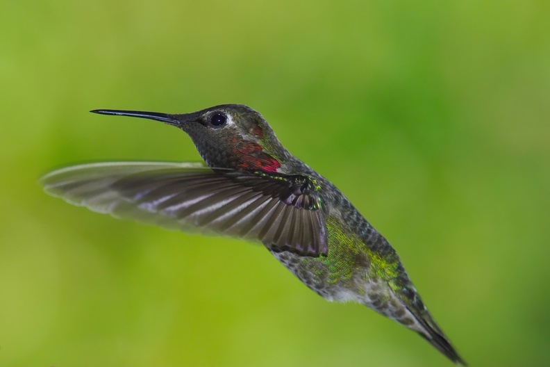 2017_April_Hummingbirds-0007_AK21400.jpg