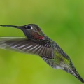2017 April Hummingbirds-0007 AK21400