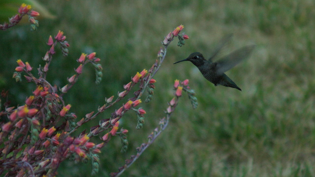 Hummingbird Hover.jpg