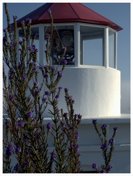 Lighthouse Through Purple Flowers